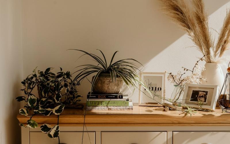 bureau top decorated with potted plants, books and framed pictures